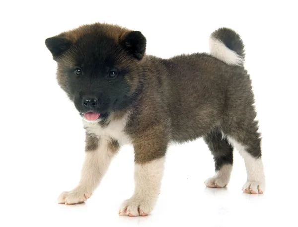 Amerikan akita köpek yavrusu — Stok fotoğraf