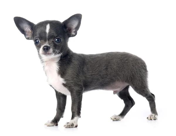 Kiskutya chihuahua — Stock Fotó