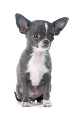 köpek chihuahua
