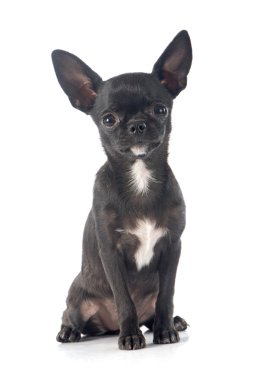 köpek chihuahua