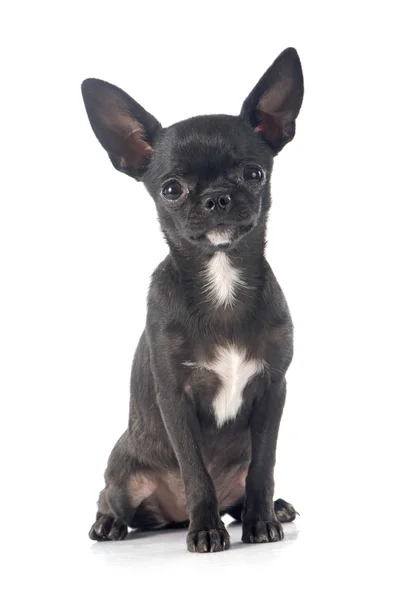 Köpek chihuahua — Stok fotoğraf