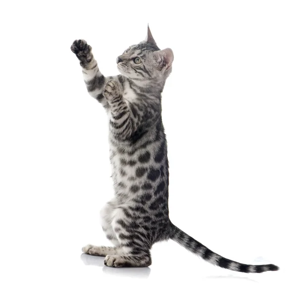 Bengal kitten — Stock Photo, Image