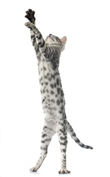 Bengal kitten — Stock Photo, Image