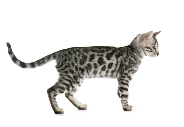 Bengal kitten — Stock Photo, Image