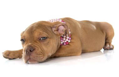 köpek yavrusu eski İngilizce bulldog