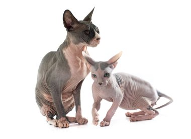 Alında saç çizgisi Sphynx Cats