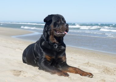 Rottweiler sahilde