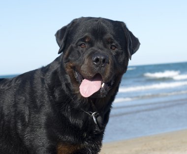 Rottweiler sahilde