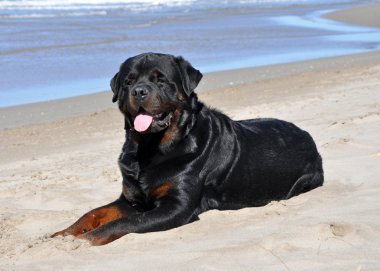 Rottweiler sahilde