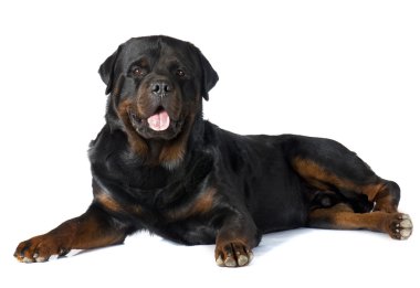 köpek chihuahua ve rottweiler