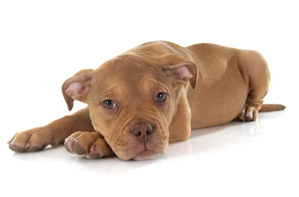 ลูกสุนัข เก่า อังกฤษ bulldog — ภาพถ่ายสต็อก