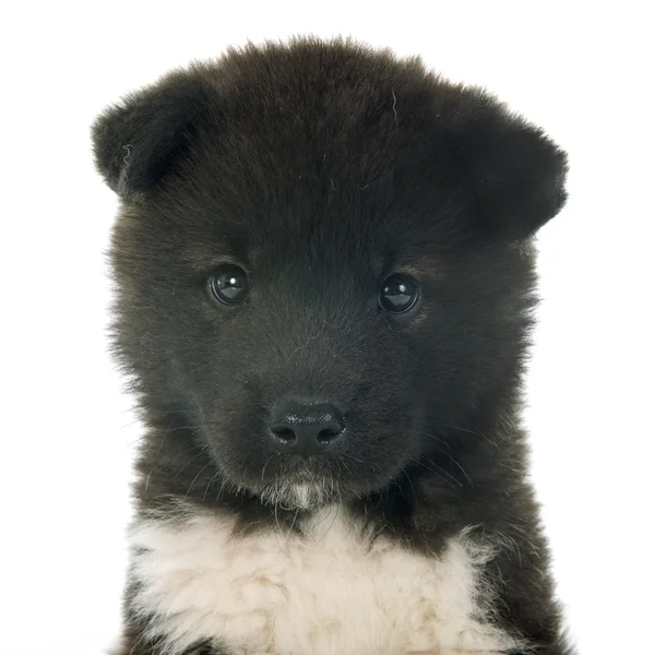 American akita puppy — Stock Photo, Image