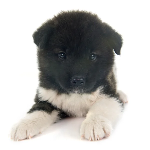 Amerikanischer akita welpe — Stockfoto