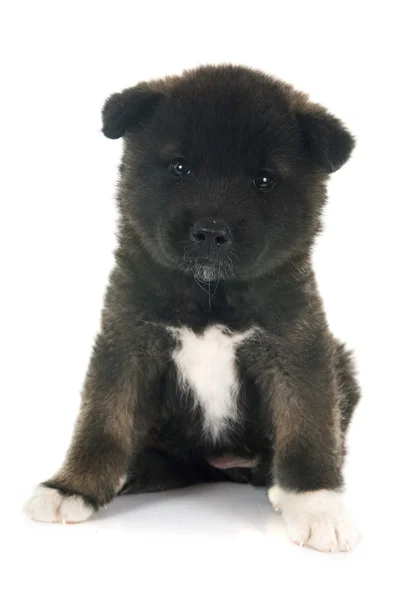 Cachorro americano akita — Foto de Stock