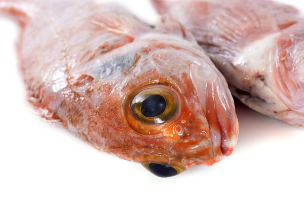 Ocean perch — Stock Photo, Image