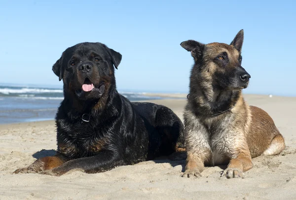 罗特韦尔犬和玛利诺犬 — 图库照片
