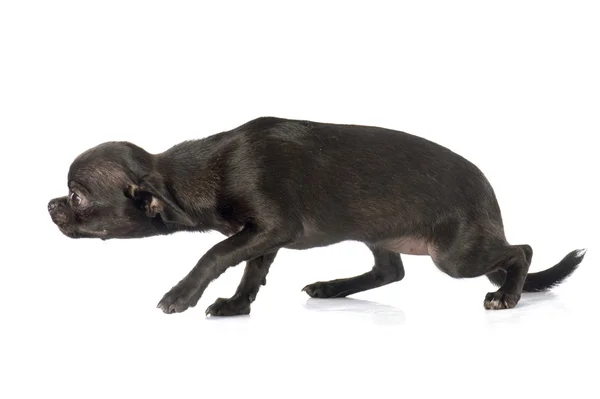 Welpen-Chihuahua — Stockfoto