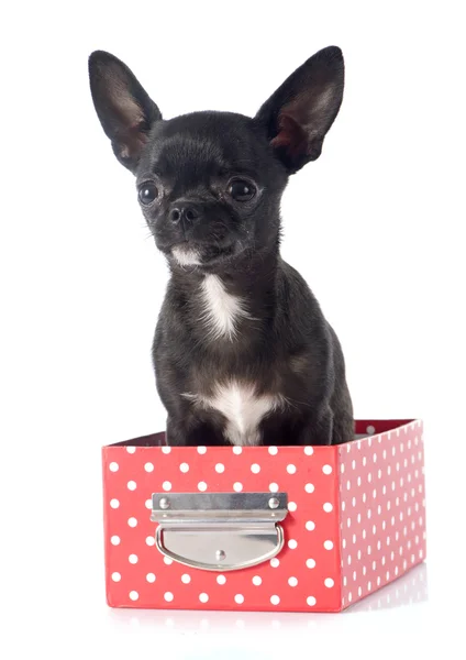 Puppy chihuahua — Stock Photo, Image