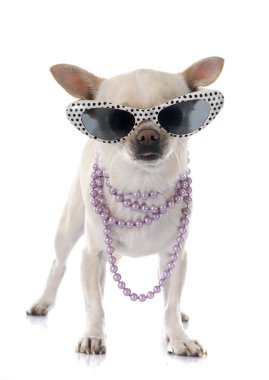 Yaz aylarında Chihuahua