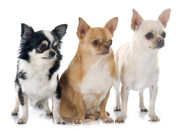 chihuahuas grubu