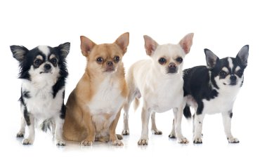 chihuahuas grubu