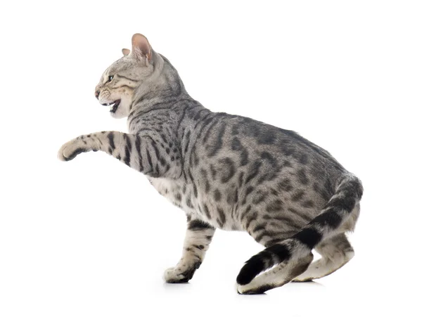 Gattino del Bengala — Foto Stock