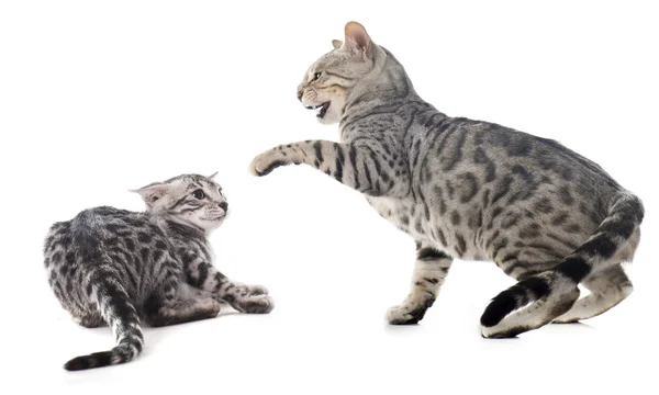 Fighting cats — Stock Photo, Image