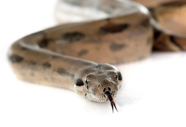 Boa constrictor — Stock Fotó