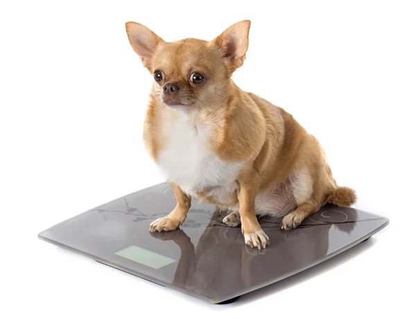 Bathroom scales and fat dog — Stock Photo, Image