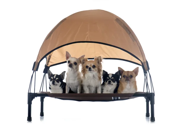 Chihuahuas on four-poster — стоковое фото