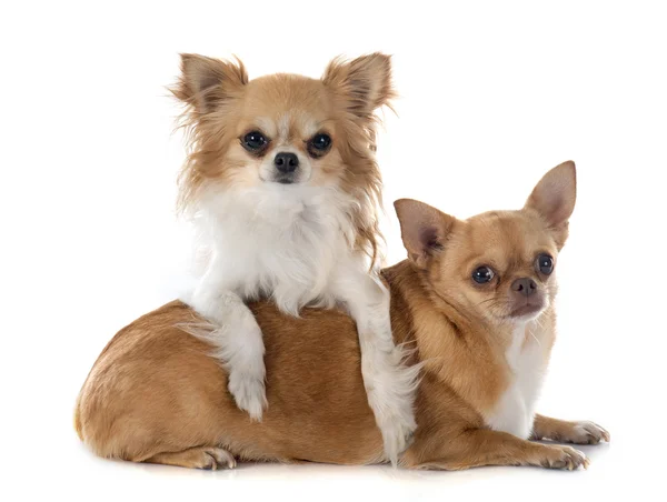 Dos chihuahuas —  Fotos de Stock