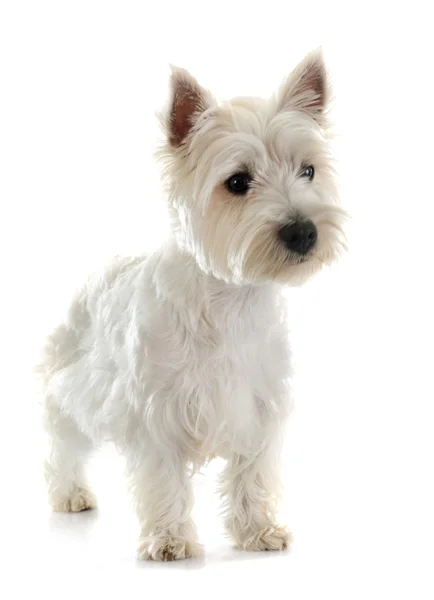 West highland terrier — Zdjęcie stockowe