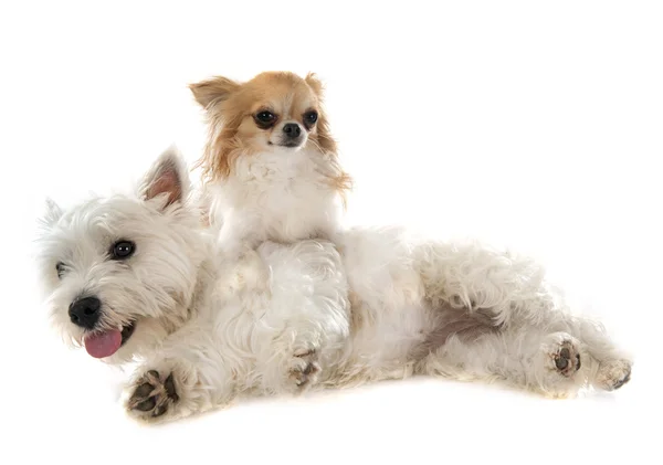 West Highland terrier y chihuahua — Foto de Stock