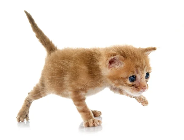 Gember kitten — Stockfoto