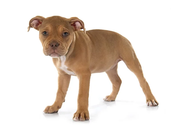 Cachorro viejo inglés bulldog — Foto de Stock