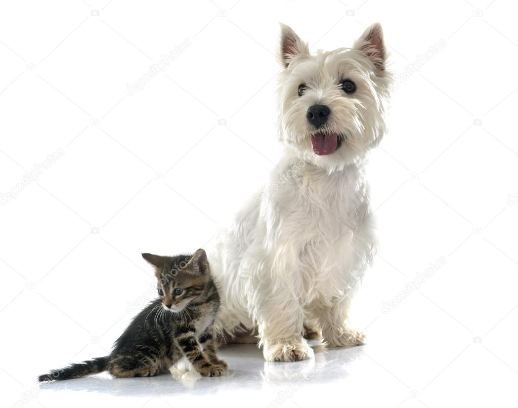 west highland terrier and kitten