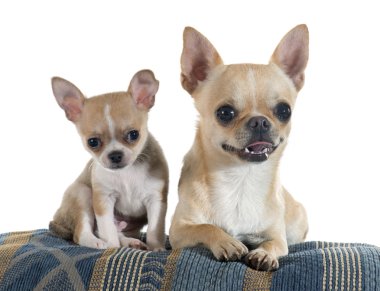 chihuahua yavru ve Yetişkin