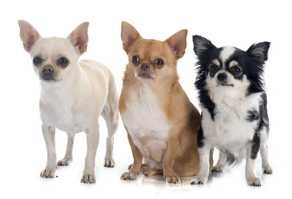 Gruppe von Chihuahuas — Stockfoto