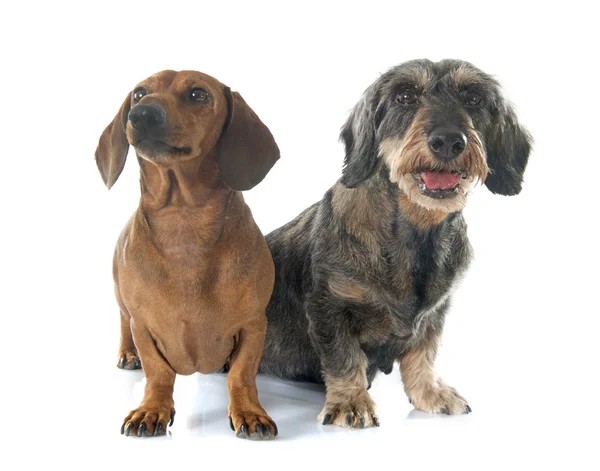 Dois dachshunds. — Fotografia de Stock