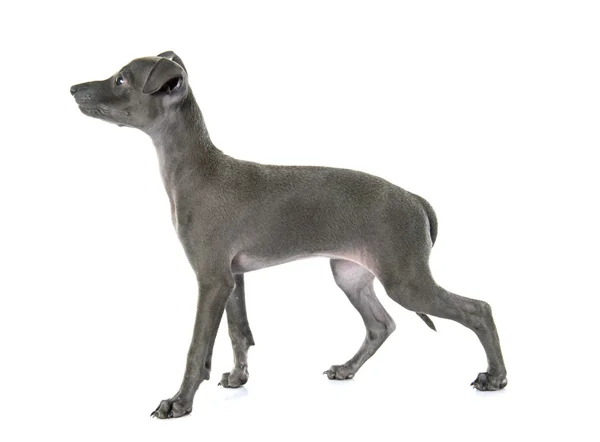 Cachorro galgo italiano —  Fotos de Stock