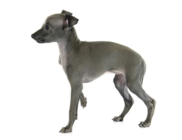 Cachorro galgo italiano —  Fotos de Stock