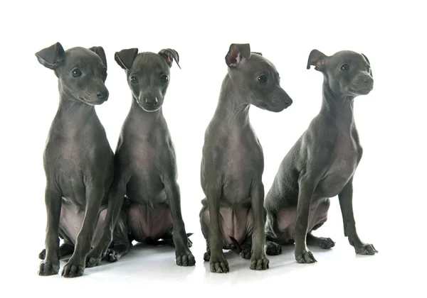Cachorros galgo italiano — Foto de Stock