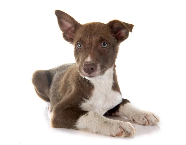 Collie bordo cucciolo — Foto Stock