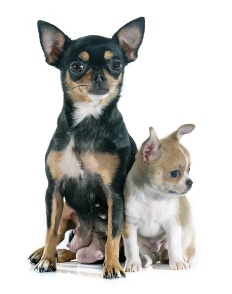 Cachorro y chihuahua adulto — Foto de Stock