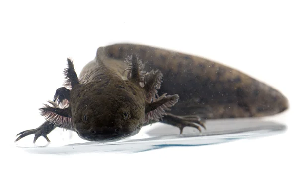 Black axolotl — Stock Photo, Image