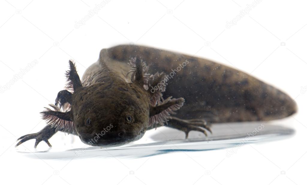 Black Axolotl Stock Photo Image By C Cynoclub