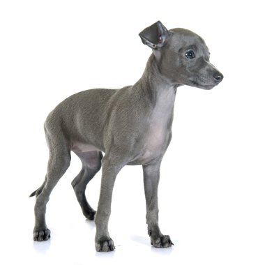 köpek yavrusu İtalyanca tazı