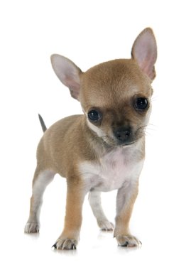 köpek chihuahua