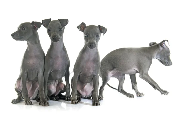 Cachorros italiano galgo — Fotografia de Stock