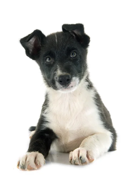 Szczeniak rasy border collie — Zdjęcie stockowe